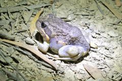 Bullfrog, Southern (Limnodynastes dumerilii) - known as Pobblebonk