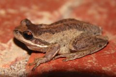Frog, Southern Brown Tree (Litoria ewingii)