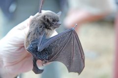 Eastern False Pipistrelle Bat  (Falsistrellus tasmaniensis)