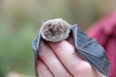Large Forest Bat (Vespadelus darlingtonia)