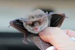 Lesser Long-eared Bat (Nyctophilus geoffroyi)