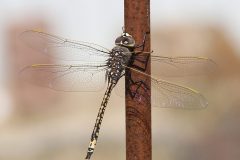 Australian Emperor (Anax papuensis)