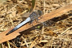 Blue Skimmer (Orthetrum caledonicum) Male