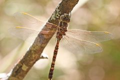 Blue-spotted Hawker (Adversaeschna brevistyla)