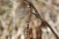Forest Darner (Austroaeschna pulchra)