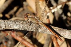Wandering Percher (Diplacodes bipunctata) Female