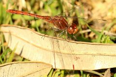 Wandering Percher (Diplacodes bipunctata) Male