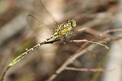 Yellow Striped Hunter (Austrogomphus guerini)