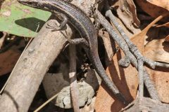 Skink, Spencer’s (Pseudemoia spenceri)