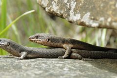 Skinks, Black Rock (Egernia saxatilis)