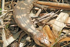 Skink, Blotched Blue-tongued (Tiliqua nigrolutea)