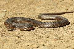Snake, Lowland Copperhead (Austrelaps superbus)