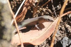 Skink, Coventry (Carinascincus coventryi)