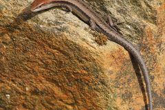 Skink, Garden (Lampropholis guichenoti)
