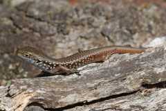 Skink, Mountain (Liopholis montana)