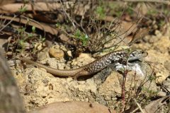 Juvenile Mountain Skink