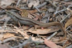 Male Mountain Skink after copulation. 