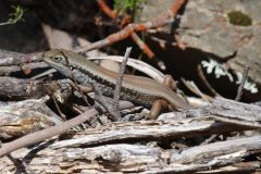 Skink, Mountain (Liopholis montana)