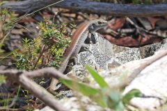 Skink, Mountain (Liopholis montana)
