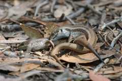 Mountain Skinks copulating.