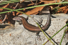 Skink, Southern Grass (Pseudemoia entrecasteauxii)
