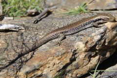 Skink, Southern Water (Eulamprus tympanum)
