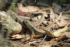 The Mountain Skinks resting in the sun after copulation.