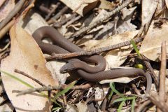 Snake, White lipped (Drysdalia coronoides)