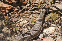 Skink, White’s (Liopholis whitii)
