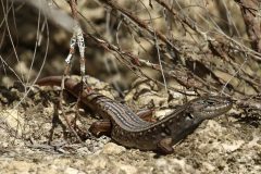 Skink, White’s (Liopholis whitii)