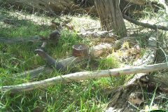 Caught on Camera Cunningham’s Skink