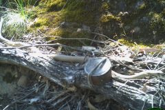 Snake, Eastern Brown (Pseudonaja textilis)?