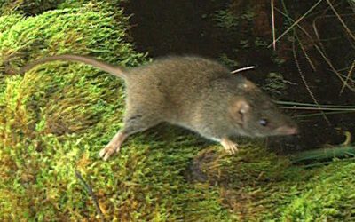 Small ground mammal habitat associations in the Wombat State Forest report