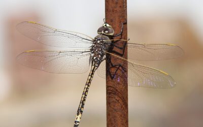 Dragonflies + Damselflies