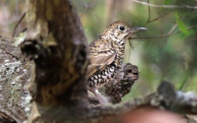 Biodiversity in crisis