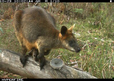 Black (Swamp) Wallaby with young