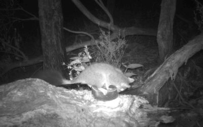 Motion-sensing cameras discover Brush-tailed Phascogale