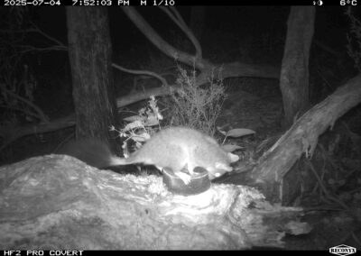 Brush-tailed Phascogale