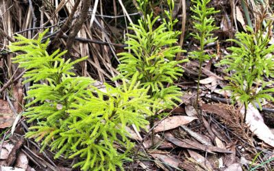 Ferns