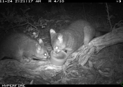 Common Brushtail Possum with young