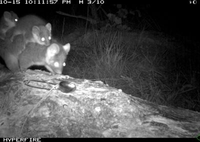 Common Ringtail Possum with two young