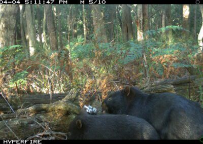 Common Wombat with juvenile