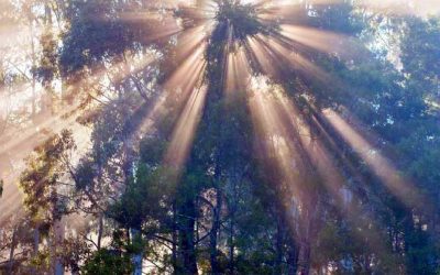 Conservation values of the Wombat Forest and Mount Macedon Landscape Zone
