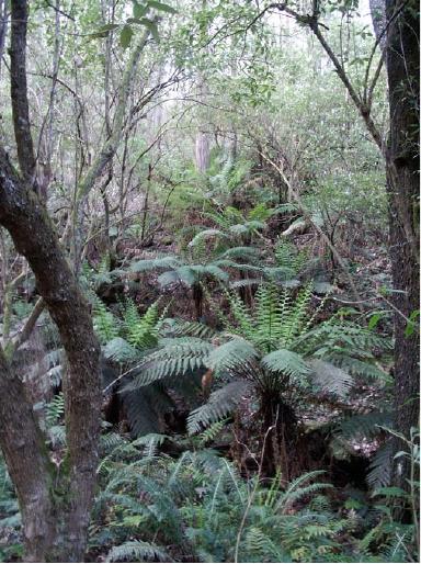 Damp Forest (EVC 29)
