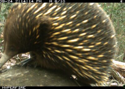 Echidna