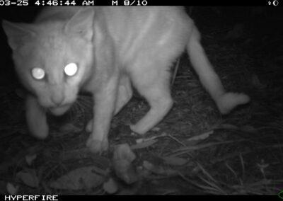 Feral Cat