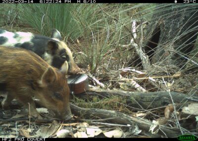 Feral Pigs