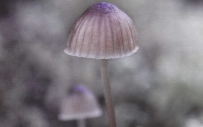 Wombat Forest and Macedon Ranges Fungi Guide