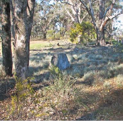 The Importance of Native Vegetation on Roadsides