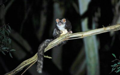 Arboreal mammal habitat associations in the Wombat State Forest report